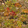 Very colorful rosettes, Western Australia.