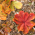 Drosera rosulata