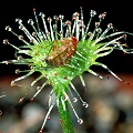 Drosera rotundifolia and fruit fly