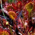 Drosera rotundifolia