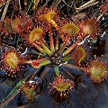 Drosera rotundifolia