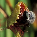 Drosera rotundifolia