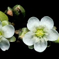 Drosera rotundifolia