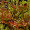 Drosera rotundifolia