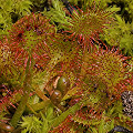 Small plants growing in mosses.