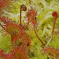 Plants in a pretty coastal bog.