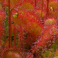 Lots of dewy plants.