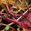 Plants preparing for dormancy.