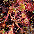 Plants preparing for dormancy.