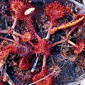 Drosera rotundifolia