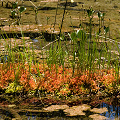 Growing on a log.