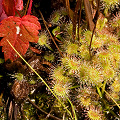 Plants growing on a rock bald.