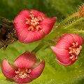 A close view of the quite attractive flowers.