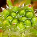 A gemmae bud in cultivation.