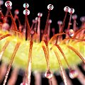 Drosera scorpioides