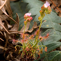 Two plants preparing to flower, Western Australia.