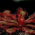 Drosera slackii