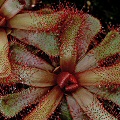 Drosera slackii