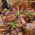 A few plants growing on a rock face in New South Wales.