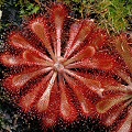 Drosera spatulata