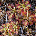 A colony growing on a rock face in New South Wales.