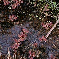 Plants emerging from dormancy.