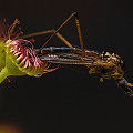 This leaf has captured a crane fly.