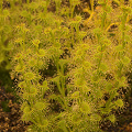 Drosera stolonifera