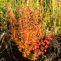 A plant in bright sun, Western Australia.