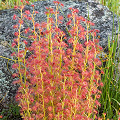 A slightly shaded plant, Western Australia.