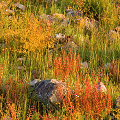 Many plants on a hillside with Drosera gigantea, Western Australia.