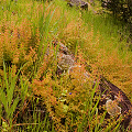 Drosera stolonifera