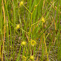 Growing with D. ramellosa, Western Australia.