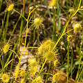 A couple of plants growing in a light forest, Western Australia.