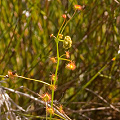 Drosera sulphurea