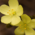 Drosera sulphurea