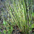 Drosera tracyi