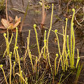 Slightly submerged plants.