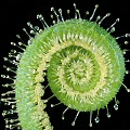 Drosera tracyi