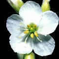 This variant plant has white flowers, which is atypical.