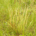 Drosera tracyi.