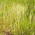 Drosera tracyi.