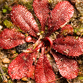 Not clonal, similar to D. rosulata, Western Australia.