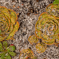 Several plants, Western Australia.