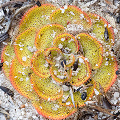 Drosera zonaria