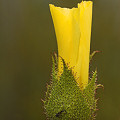 Drosophyllum