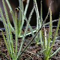 Drosophyllum