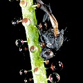 Drosophyllum