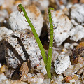 Drosophyllum