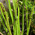 Drosophyllum in the wild.